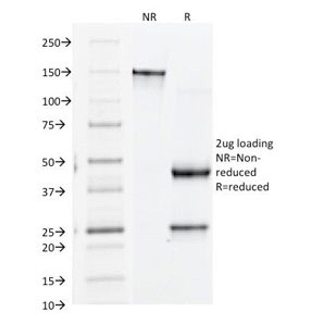 SDS-PAGE Analysis of Purified, BSA-Free CD61 Antibody (clone Y2/51) . Confirmation of Integrity and Purity of the Antibody.