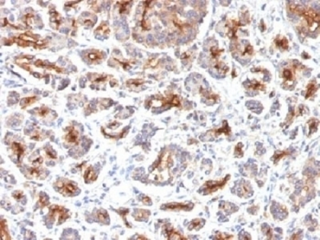 IHC testing of FFPE human pancreas with CFTR antibody (clone SPM176) . HIER: boil tissue sections in 10mM Tris with 1mM EDTA, pH 9, for 10-20 min.