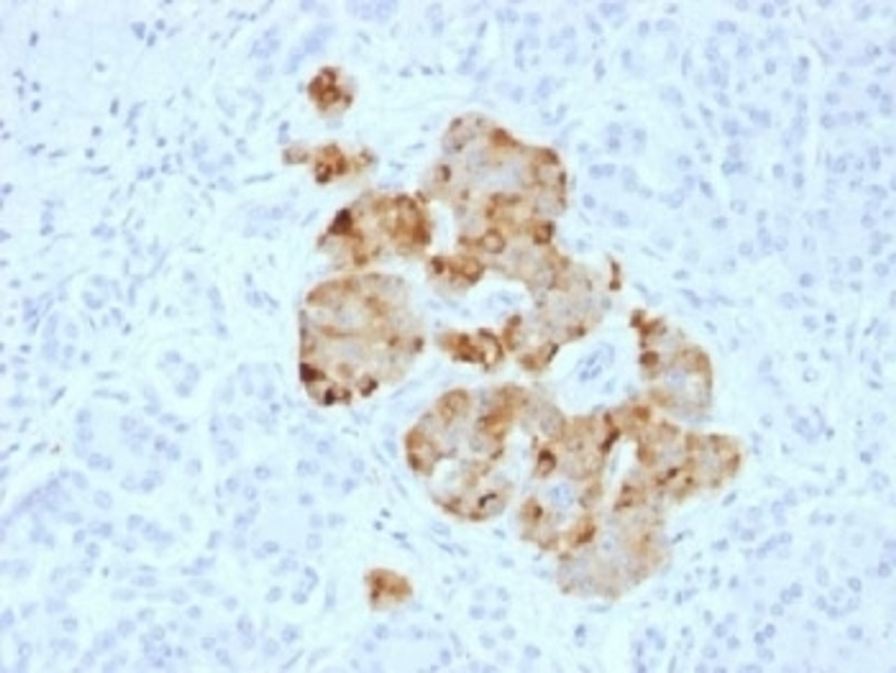 IHC analysis of FFPE human pancreas stained with Chromogranin A antibody. Required HIER: steam sections in pH6 citrate buffer for 10-20 min.