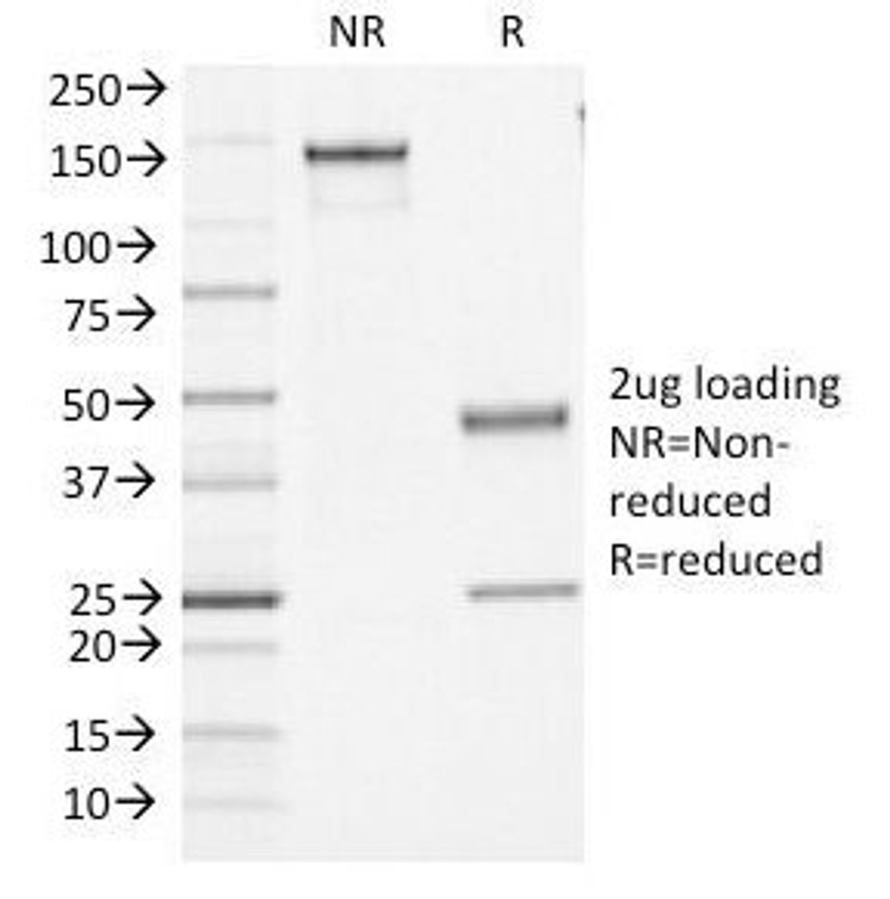 SDS-PAGE Analysis of Purified, BSA-Free CD45 Antibody (clone PTPRC/1461) . Confirmation of Integrity and Purity of the Antibody.