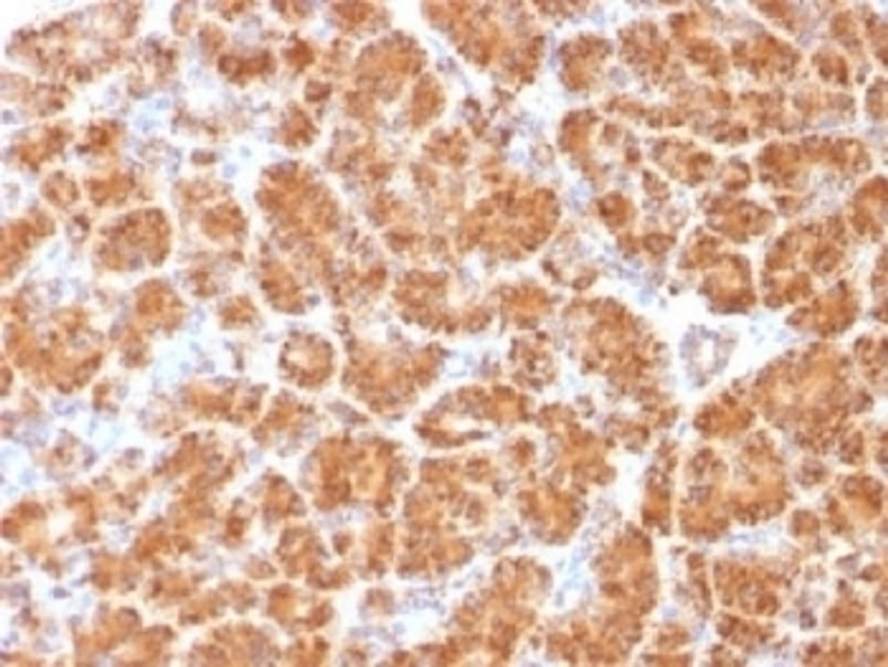 IHC testing of FFPE human pancreas with Clathrin Light Chain antibody (clone CLC/1421) . Required HIER: boil tissue sections in 10mM Citrate buffer, pH 6.0, for 10-20 min.