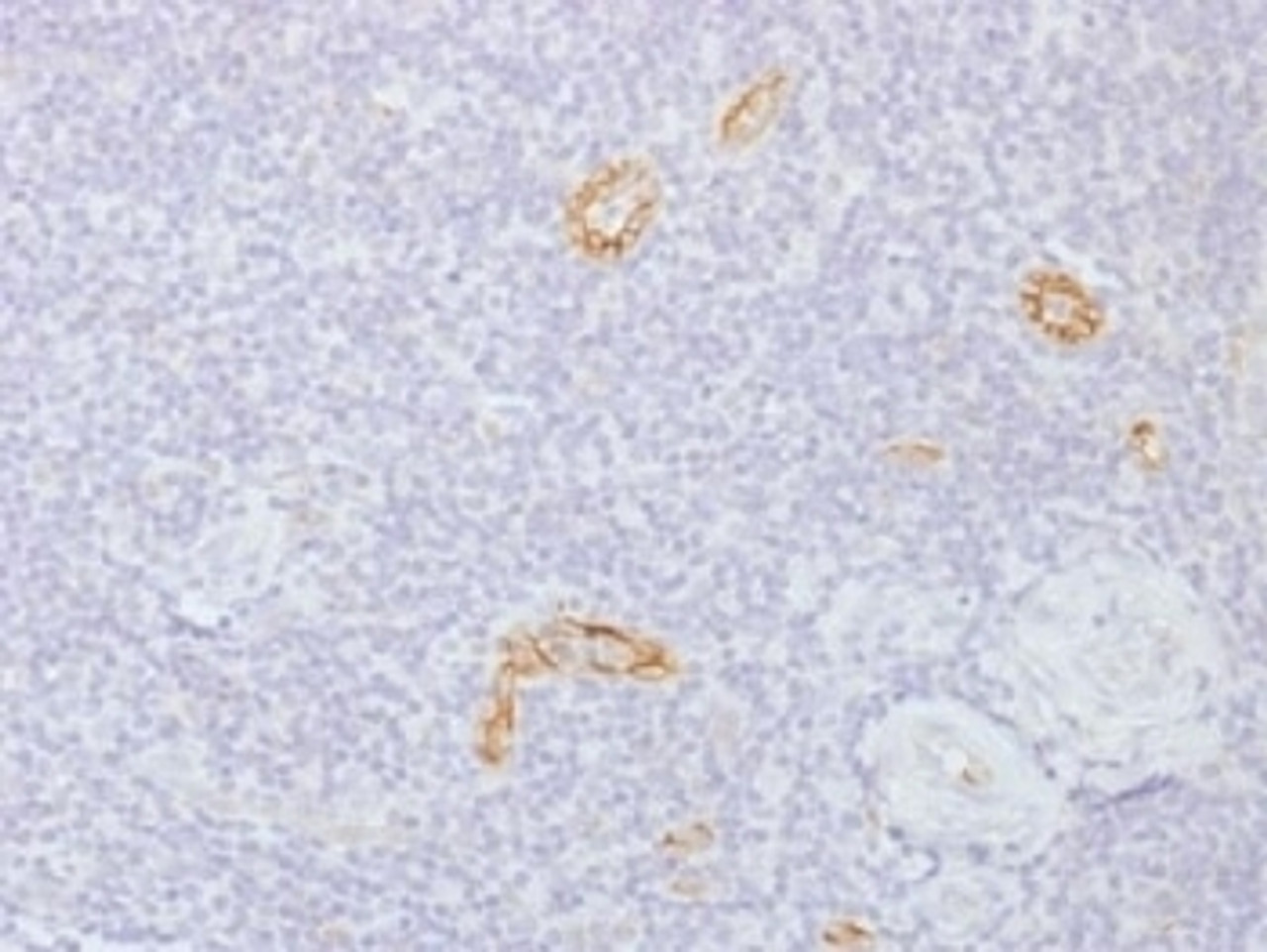 IHC testing of FFPE human tonsil with Connexin 32 antibody (clone GJB1/1753) . Required HIER: boil tissue sections in 10mM citrate buffer, pH 6, for 10-20 min.