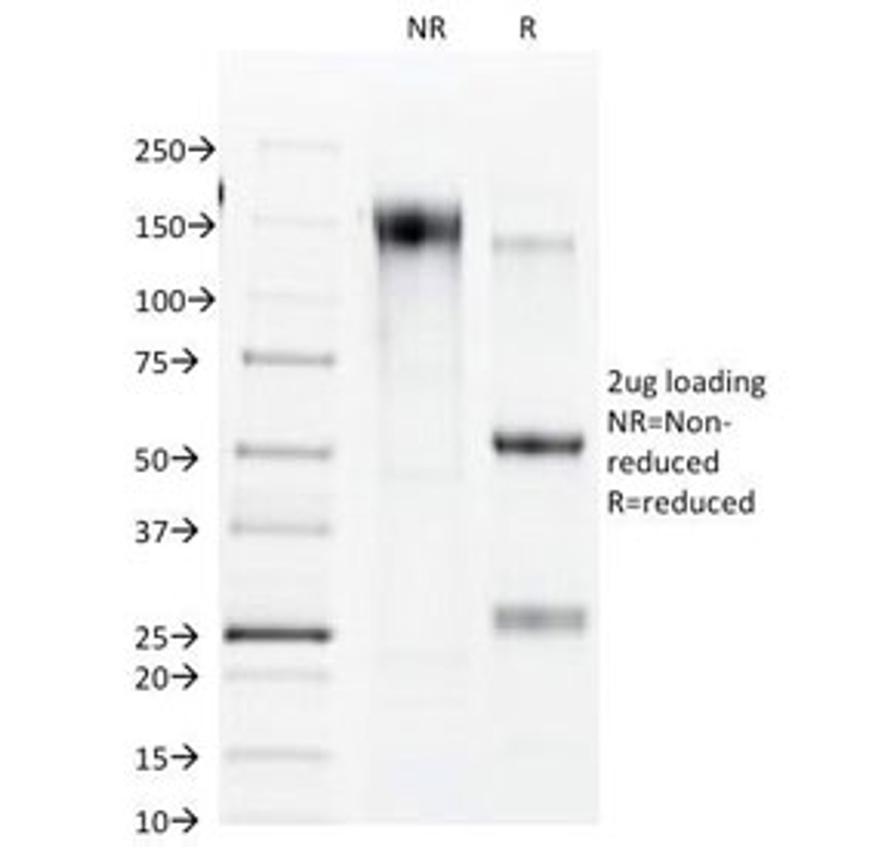 SDS-PAGE Analysis of Purified, BSA-Free Connexin 32 Antibody (clone R5.21C) . Confirmation of Integrity and Purity of the Antibody.