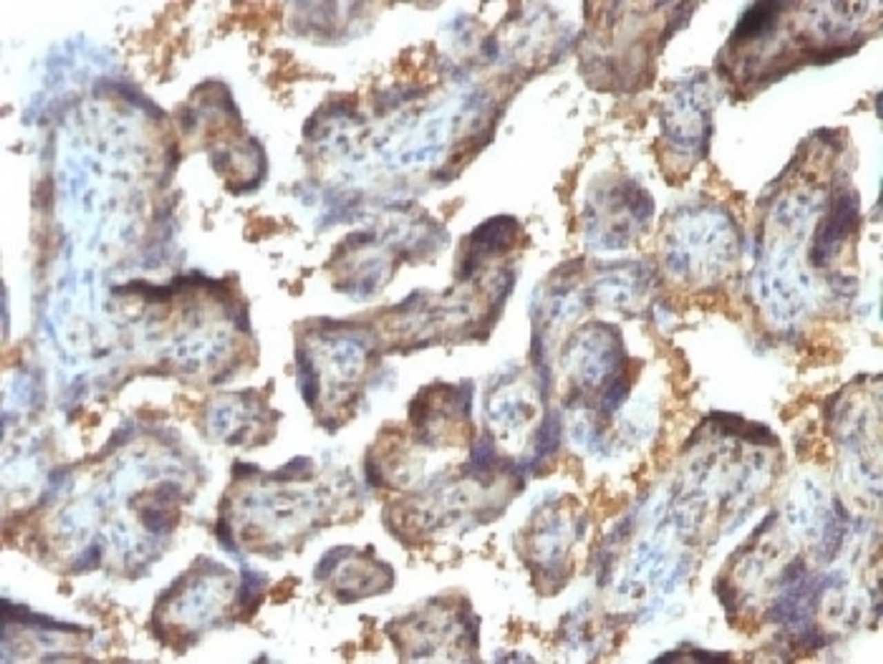 IHC testing of FFPE human placenta with Galectin 13 antibody (clone PP13/1164) . Required HIER: boil tissue sections in 10mM Tris with 1mM EDTA, pH 9 or 10mM Citrate buffer, pH 6, for 10-20.