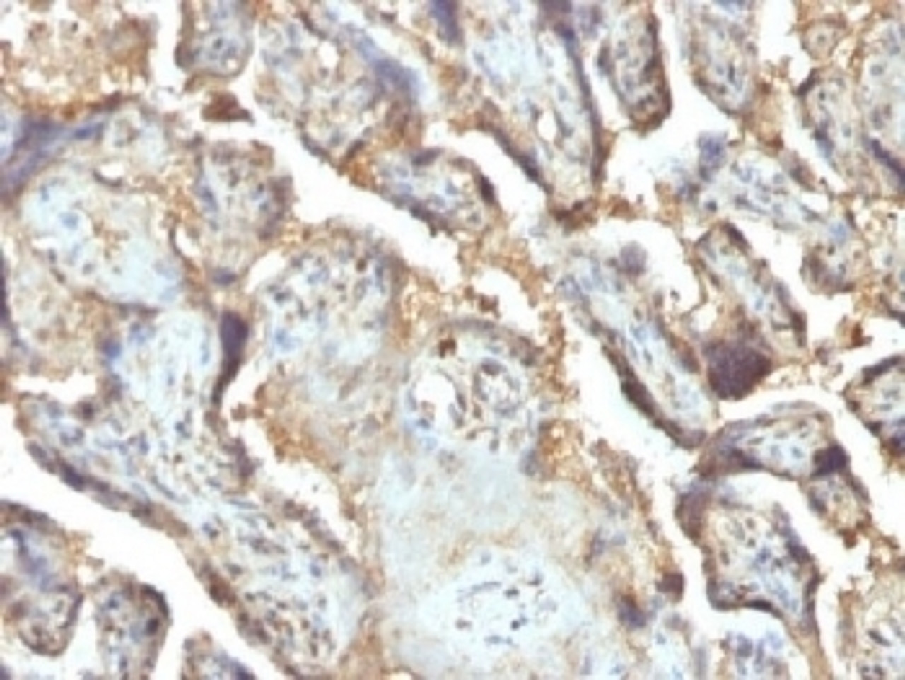 IHC testing of FFPE human placenta with LGALS13 antibody (clone PP13/1165) . Required HIER: boil tissue sections in 10mM Tris with 1mM EDTA, pH 9 or 10mM Citrate buffer, pH 6, for 10-20.