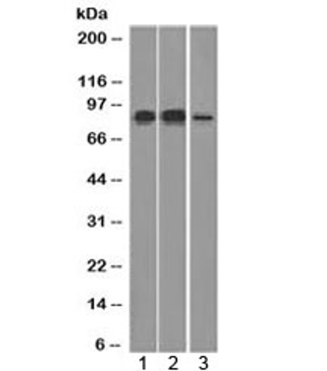 Western blot testing of human 1) HeLa, 2) Raji and 3) HepG2 cell lysate with MCM7 antibody (clone MCM7/1466) . Expected molecular weight: 80-90 kDa.