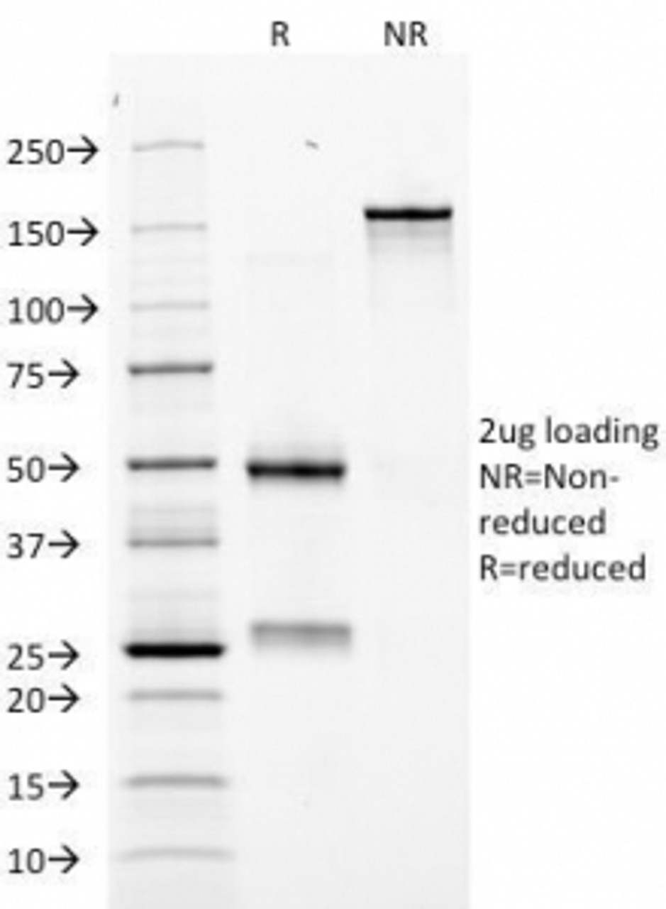 SDS-PAGE Analysis of Purified, BSA-Free EPO Antibody (clone EPO/1368) . Confirmation of Integrity and Purity of the Antibody.