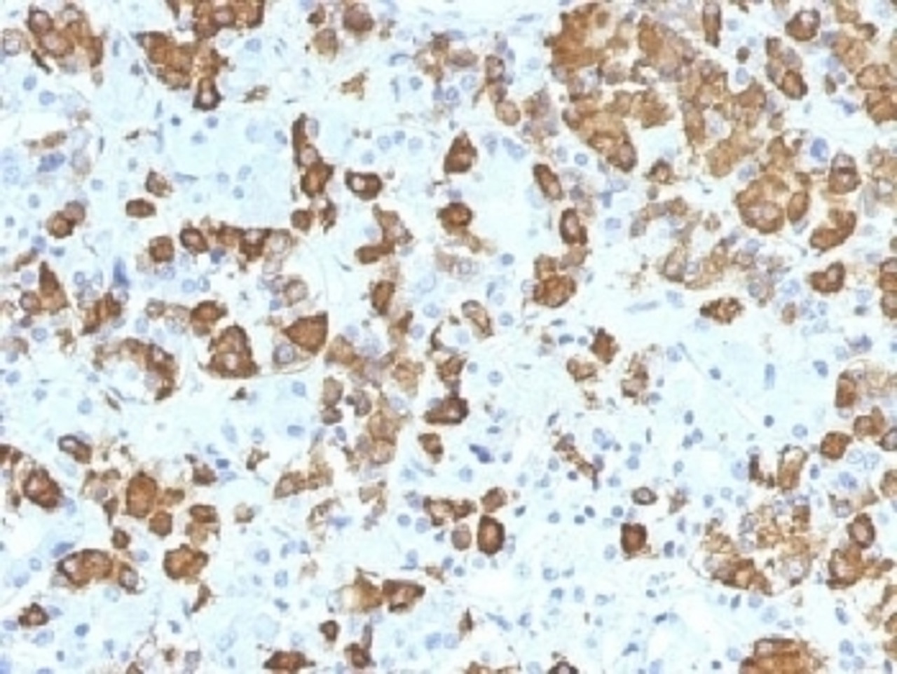IHC testing of FFPE human pituitary gland with Growth Hormone antibody (clone GH/1371) . Required HIER: boil tissue sections in 10mM citrate buffer, pH 6, for 10-20 min.