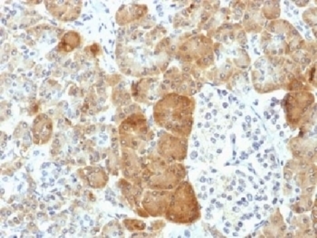 IHC testing of FFPE human pancreas with VLDL Receptor antibody (clone VLDLR/1337) . HIER: boil tissue sections in 10mM Tris with 1mM EDTA, pH 9 for 10-20 min followed by cooling at RT for 20 min.