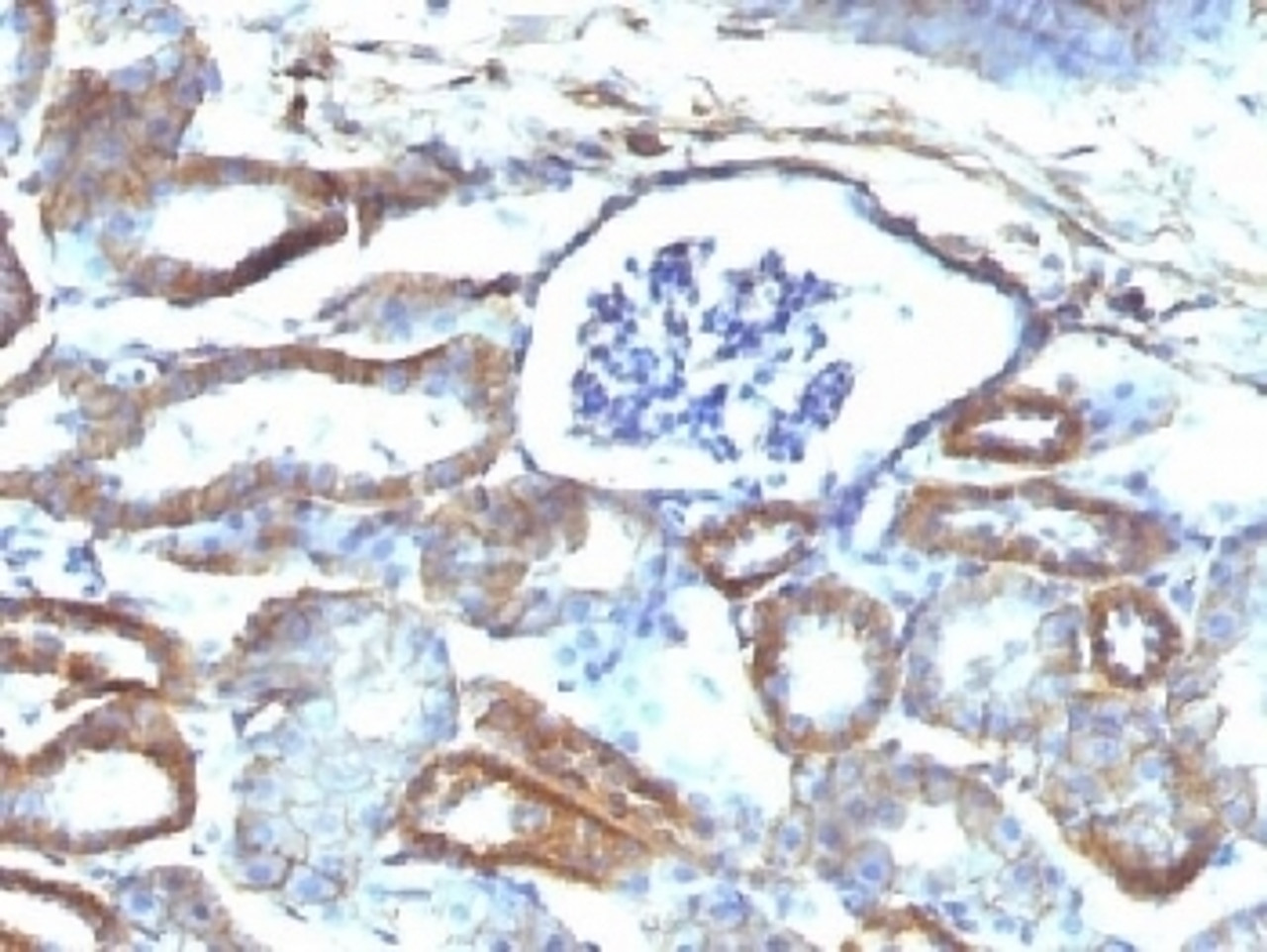 IHC testing of FFPE mouse kidney with Spectrin beta III antibody (clone SPTBN2/1584) . Required HIER: boil tissue sections in 10mM citrate buffer, pH 6, for 10-20 min followed by cooling at RT for 20 min.