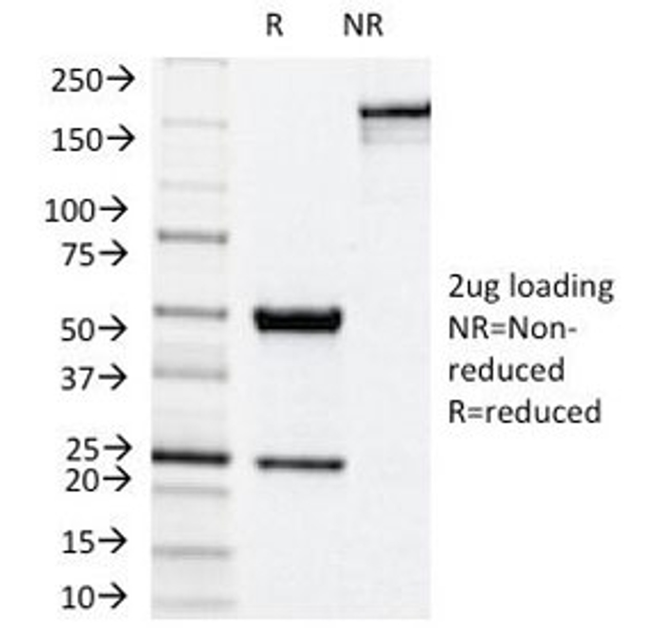 SDS-PAGE Analysis of Purified, BSA-Free NOX4 Antibody (clone NOX4/1245) . Confirmation of Integrity and Purity of the Antibody.