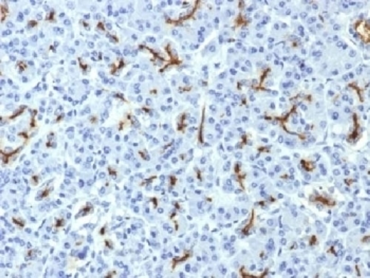 IHC testing of FFPE human pancreas with CFTR antibody (clone CFTR/1643) . HIER: boil tissue sections in 10mM Tris with 1mM EDTA, pH9 for 10-20 min followed by cooling at RT for 20 min.