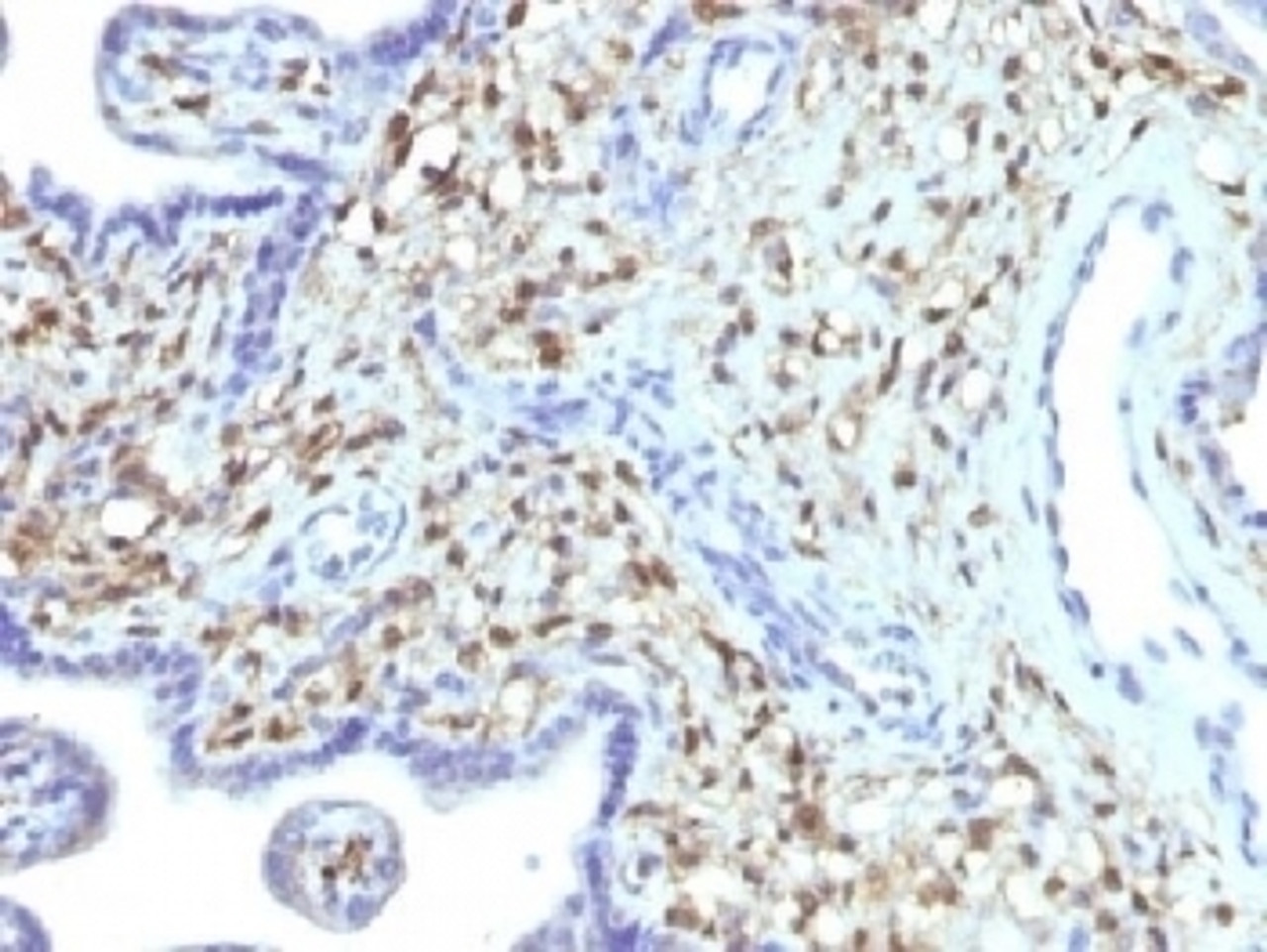 IHC testing of FFPE human placenta with FSP1 antibody (clone S100A4/1481) . Required HIER: steam sections in 10mM citrate buffer, pH 6, for 10-20 min followed by cooling.