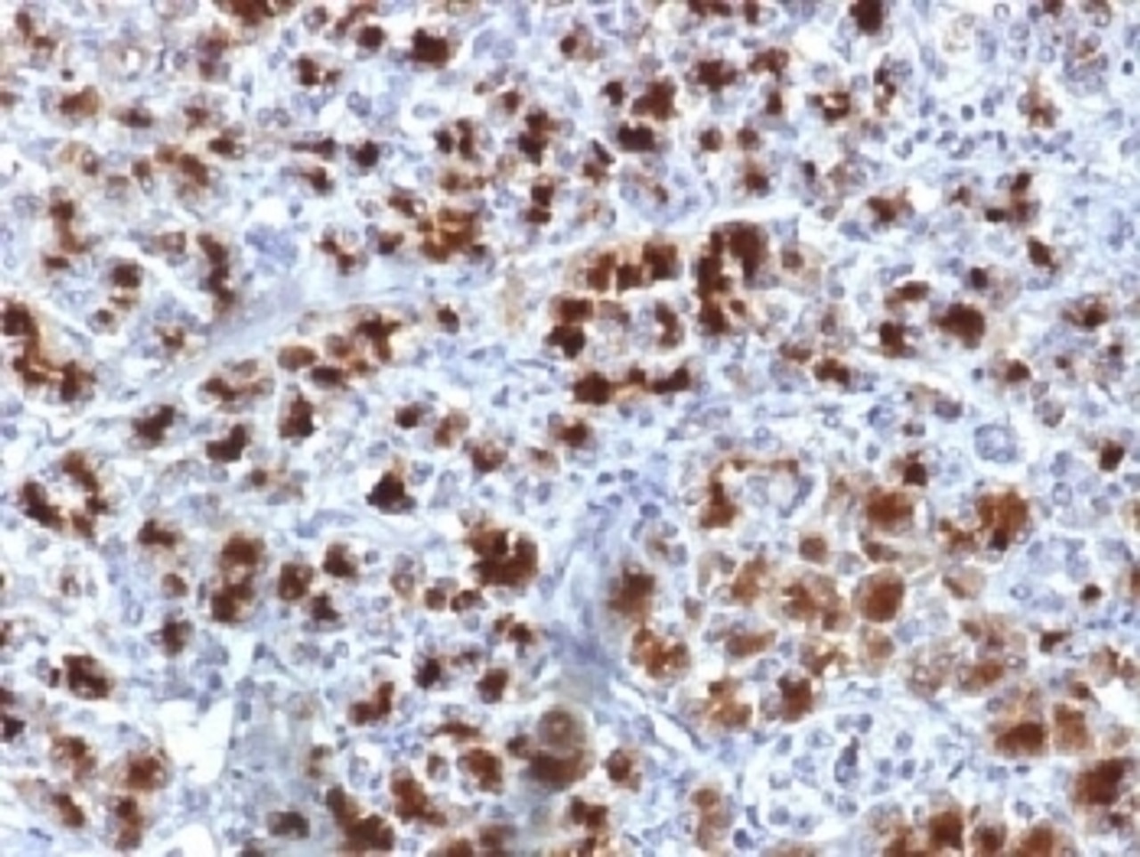 IHC testing of human pancreas with CELA3B antibody (clone CELA3B/1757) . Required HIER: boil tissue sections in 10mM Tris with 1mM EDTA, pH 9, for 10-20 min followed by cooling at RT for 20 min.