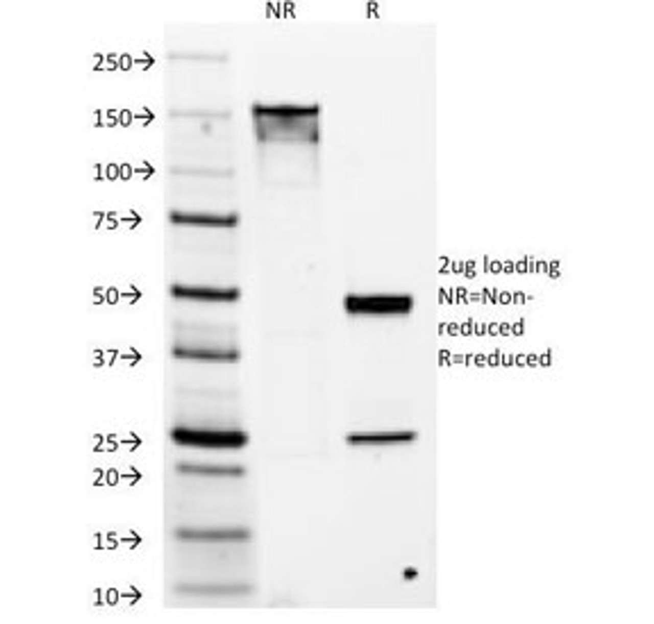 SDS-PAGE Analysis of Purified, BSA-Free DOG1 Antibody (clone DG1/1486) . Confirmation of Integrity and Purity of the Antibody.