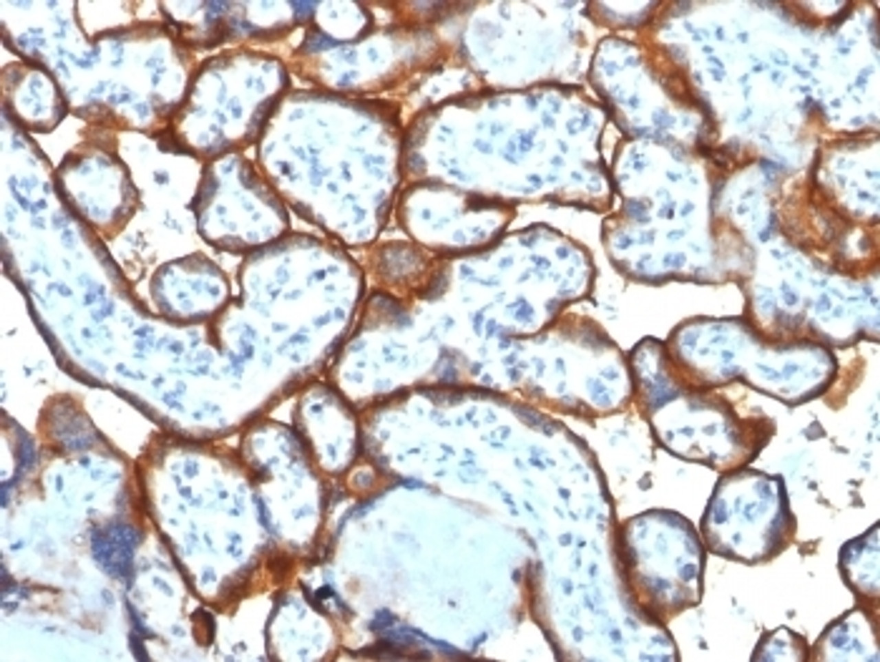 IHC testing of FFPE human placenta tissue with Transferrin Receptor / CD71 antibody (clone TFRC/1817) . Required HIER: boil tissue sections in 10mM Tris with 1mM EDTA, pH 9, for 10-20 min followed by cooling at RT for 20 min.