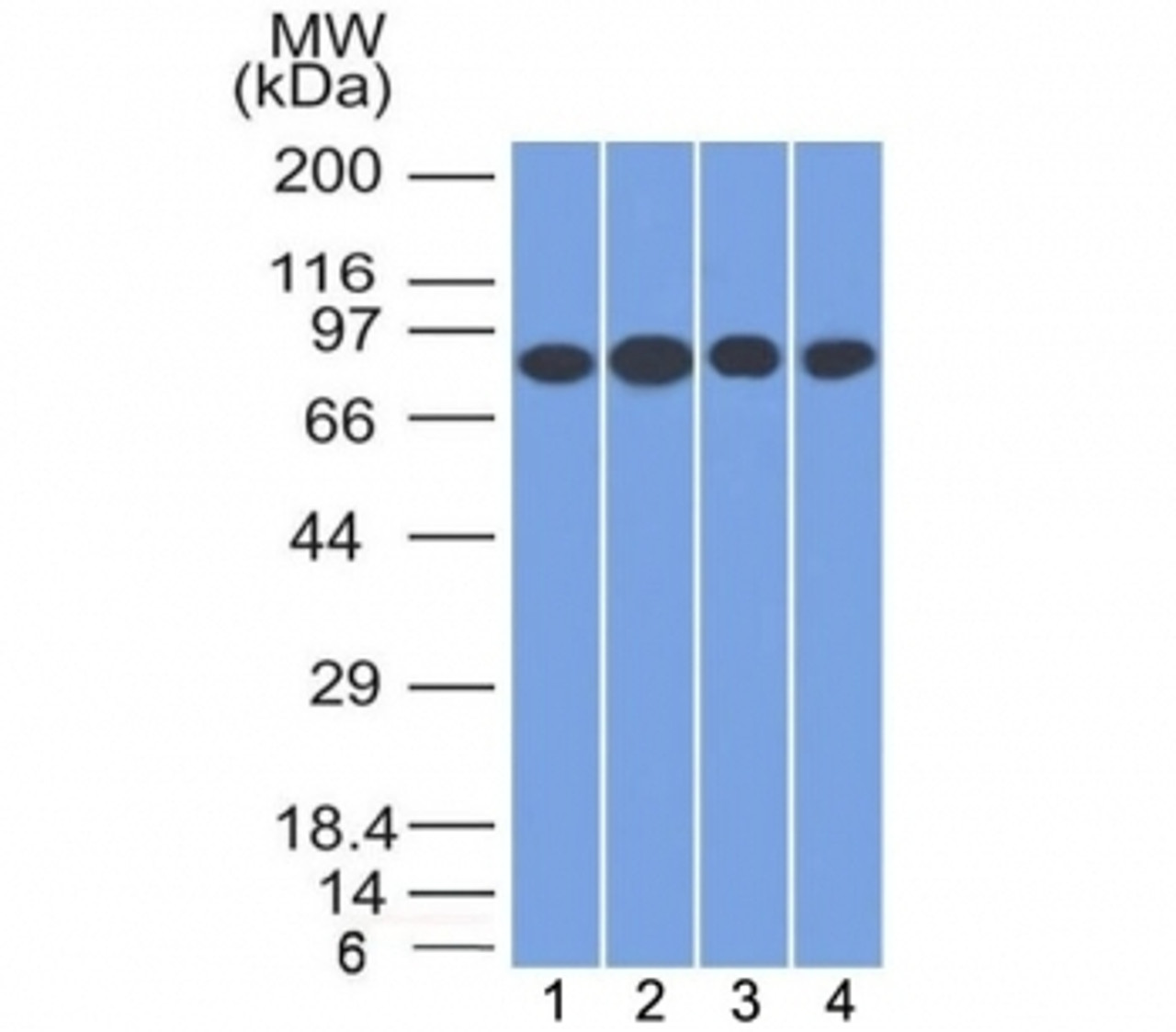 Western blot testing of human 1) Jurkat, 2) HeLa, 3) MCF7 and K562 cell lysate with CD71 antibody (clone TFRC/1817) . Predicted molecular weight: 85-95 kDa.