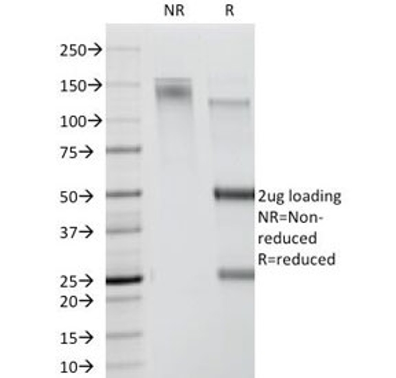 SDS-PAGE Analysis of Purified, BSA-Free CDw78 Antibody (clone DF1588) . Confirmation of Integrity and Purity of the Antibody.