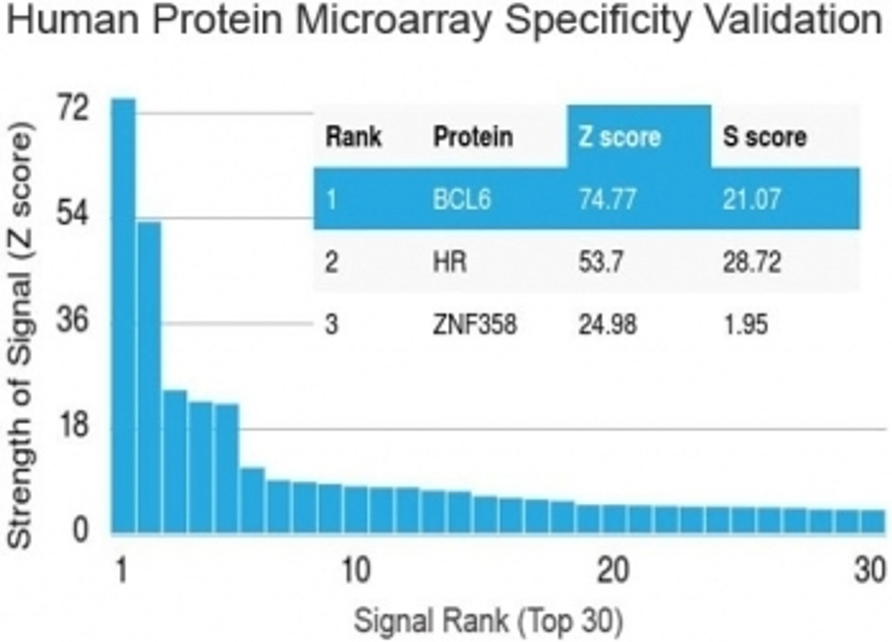 Analysis of HuProt (TM) microarray containing more than 19, 000 full-length human proteins using Bcl6 antibody (clone BCL6/1475) . Z- and S- score: The Z-score represents the strength of a signal that an antibody (in combination with a fluorescently-tagged anti-IgG secondary Ab) produces when binding to a particular protein on the HuProt (TM) array. Z-scores are described in units of standard deviations (SD's) above the mean value of all signals generated on that array. If the targets on the HuProt (TM) are arranged in descending order of the Z-score, the S-score is the difference (also in units of SD's) between the Z-score. The S-score therefore represents the relative target specificity of an Ab to its intended target.