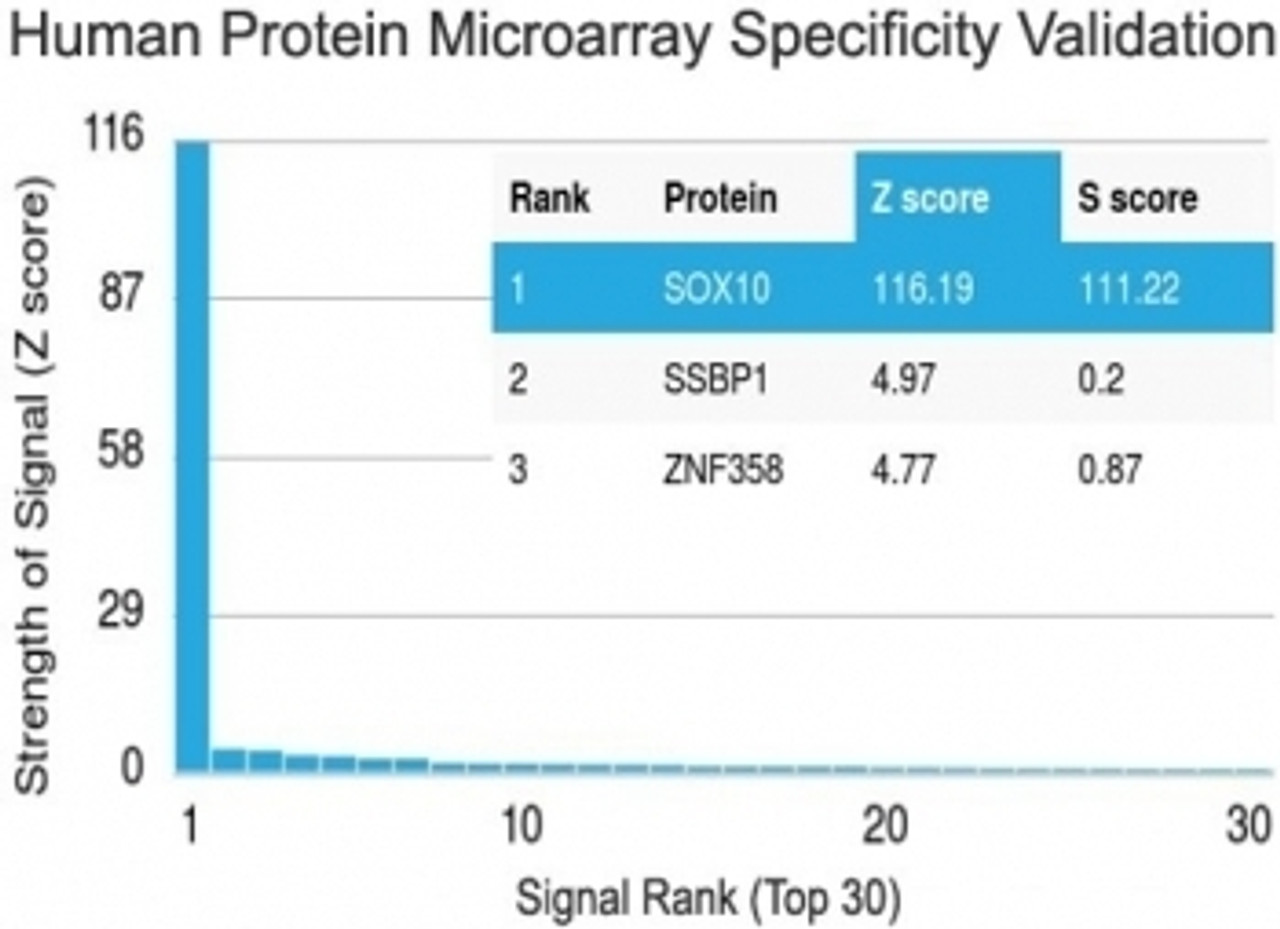 Analysis of HuProt (TM) microarray containing more than 19, 000 full-length human proteins using SOX10 antibody (clone SOX10/991) . Z- and S- score: The Z-score represents the strength of a signal that an antibody (in combination with a fluorescently-tagged anti-IgG secondary Ab) produces when binding to a particular protein on the HuProt (TM) array. Z-scores are described in units of standard deviations (SD's) above the mean value of all signals generated on that array. If the targets on the HuProt (TM) are arranged in descending order of the Z-score, the S-score is the difference (also in units of SD's) between the Z-scores. The S-score therefore represents the relative target specificity of an Ab to its intended target.