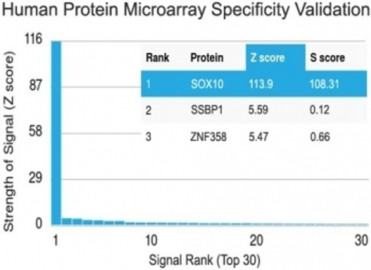 Analysis of HuProt (TM) microarray containing more than 19, 000 full-length human proteins using SOX10 antibody (clone SBX10-1) . Z- and S- score: The Z-score represents the strength of a signal that an antibody (in combination with a fluorescently-tagged anti-IgG secondary Ab) produces when binding to a particular protein on the HuProt (TM) array. Z-scores are described in units of standard deviations (SD's) above the mean value of all signals generated on that array. If the targets on the HuProt (TM) are arranged in descending order of the Z-score, the S-score is the difference (also in units of SD's) between the Z-scores. The S-score therefore represents the relative target specificity of an Ab to its intended target.