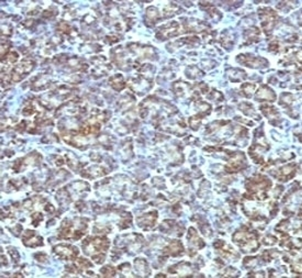 IHC testing of FFPE human pancreas stained with Mitochondrial antibody (MLT56) .