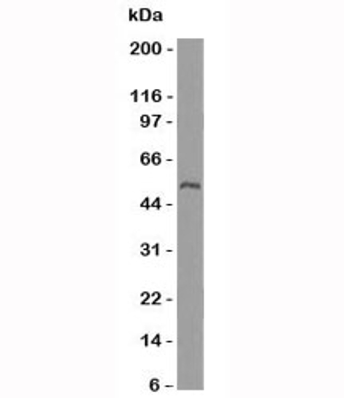 Western blot testing of ODC antibody and placenta lysate.