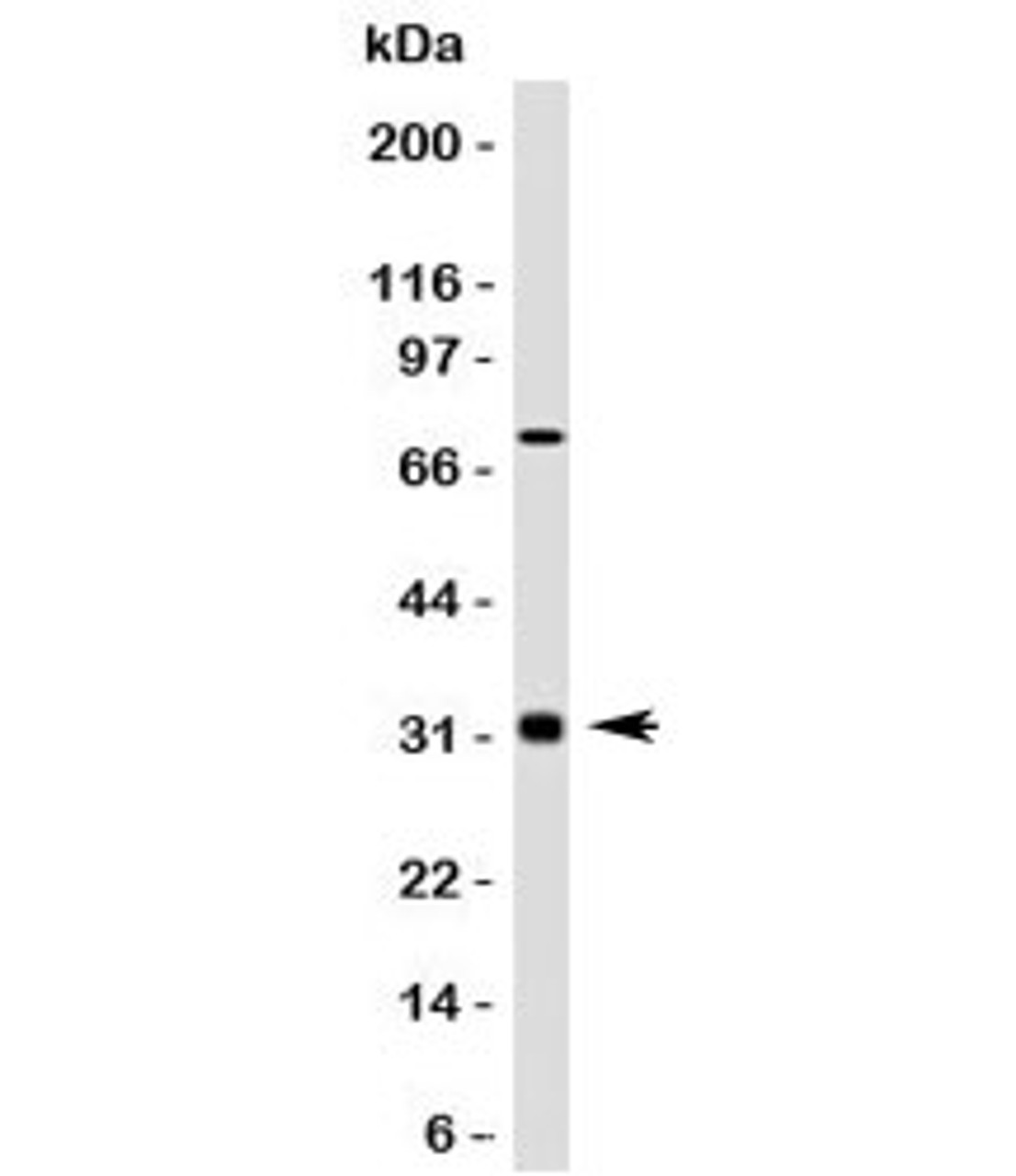 Western blot testing of Bcl10 antibody and HepG2 lysate. Observed molecular weight: 26~33 kDa.