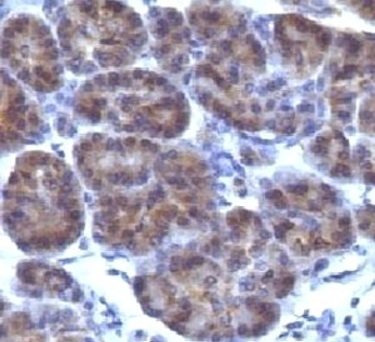 IHC testing of FFPE human pancreas and Golgi antibody (CRFG1) .