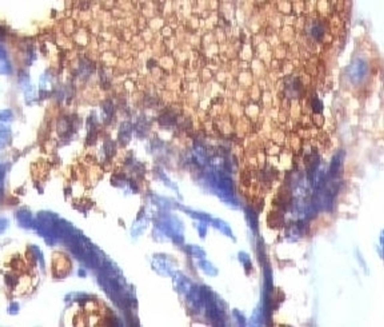 IHC testing of FFPE human placenta and Glycophorin A antibody (GYPA/280)