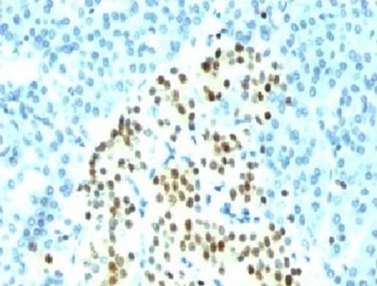 Formalin-fixed paraffin-embedded human pancreas stained with NKX2.2 antibody (SPM564) .
