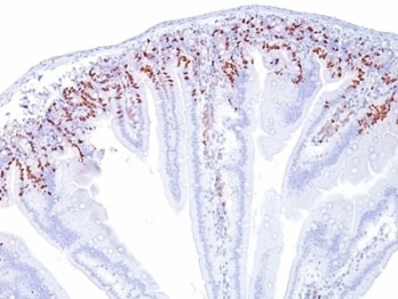 Formalin-fixed, paraffin-embedded mouse intestine stained with anti-Bromodeoxyuridine antibody (SPM166) .