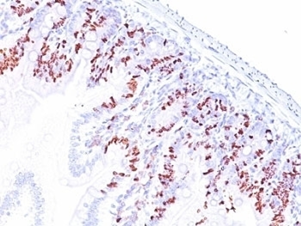 Formalin-fixed, paraffin-embedded mouse small intestine stained with anti-BrdU antibody (SPM537) .