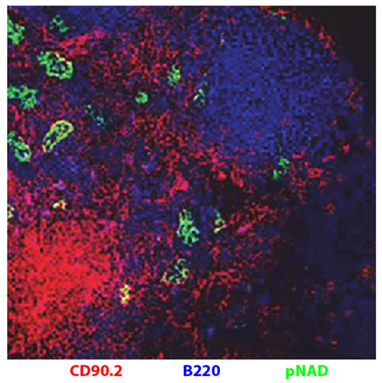 Frozen C57BL/6 mouse lymph node section was stained with Rat Anti-Mouse CD90.2-PE (Cat. No. 98-870) , anti-B220, and anti-pNAD.

Image from Cooley LF, Martin RK, Zellner HB, Irani A, Uram-Tuculescu C, El Shikh ME, et al. Increased B cell ADAM10 in allergic patients and Th2 prone mice. PLoS One. 2015;10 (5) :e0124331. Figure 4 (a)