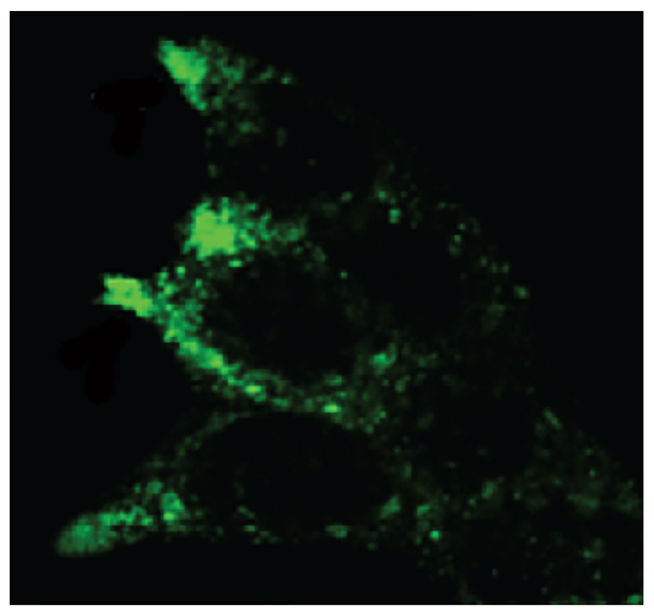 MYH1 siRNA transfected MCF7 cells were stained with Mouse Anti-Human CD107b-UNLB (Cat. No. 99-603) followed by a secondary antibody.

Image from Groth-Pedersen L, Aits S, Corcelle-Termeau E, Petersen NH, Nylandsted J, Jäättelä M. Identification of cytoskeleton- associated proteins essential for lysosomal stability and survival of human cancer cells. PLoS One. 2012;7:e45381. Figure 2 (c)