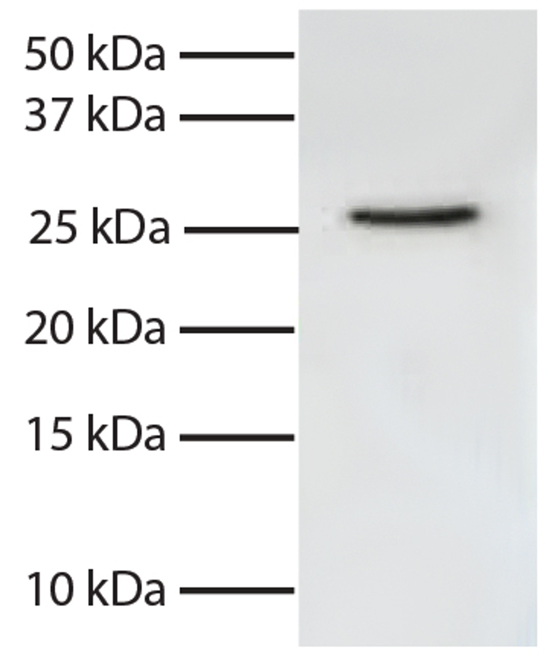 Total cell lysates from Jurkat cells were resolved by electrophoresis, transferred to PVDF membrane, and probed with Mouse Anti-Human FADD-UNLB (Cat. No. 99-750) . Proteins were visualized using Goat Anti-Mouse IgG, Human ads-HRP secondary antibody and chemiluminescent detection.