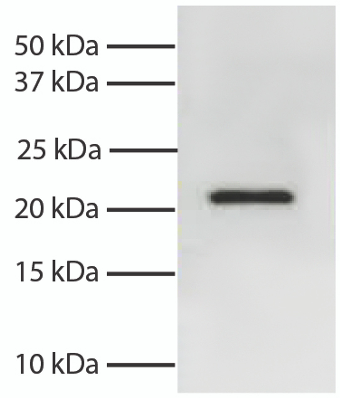 Total cell lysates from Jurkat cells were resolved by electrophoresis, transferred to PVDF membrane, and probed with Mouse Anti-Human Bid-UNLB (Cat. No. 99-753) . Proteins were visualized using Goat Anti-Mouse IgG, Human ads-HRP secondary antibody and chemiluminescent detection.