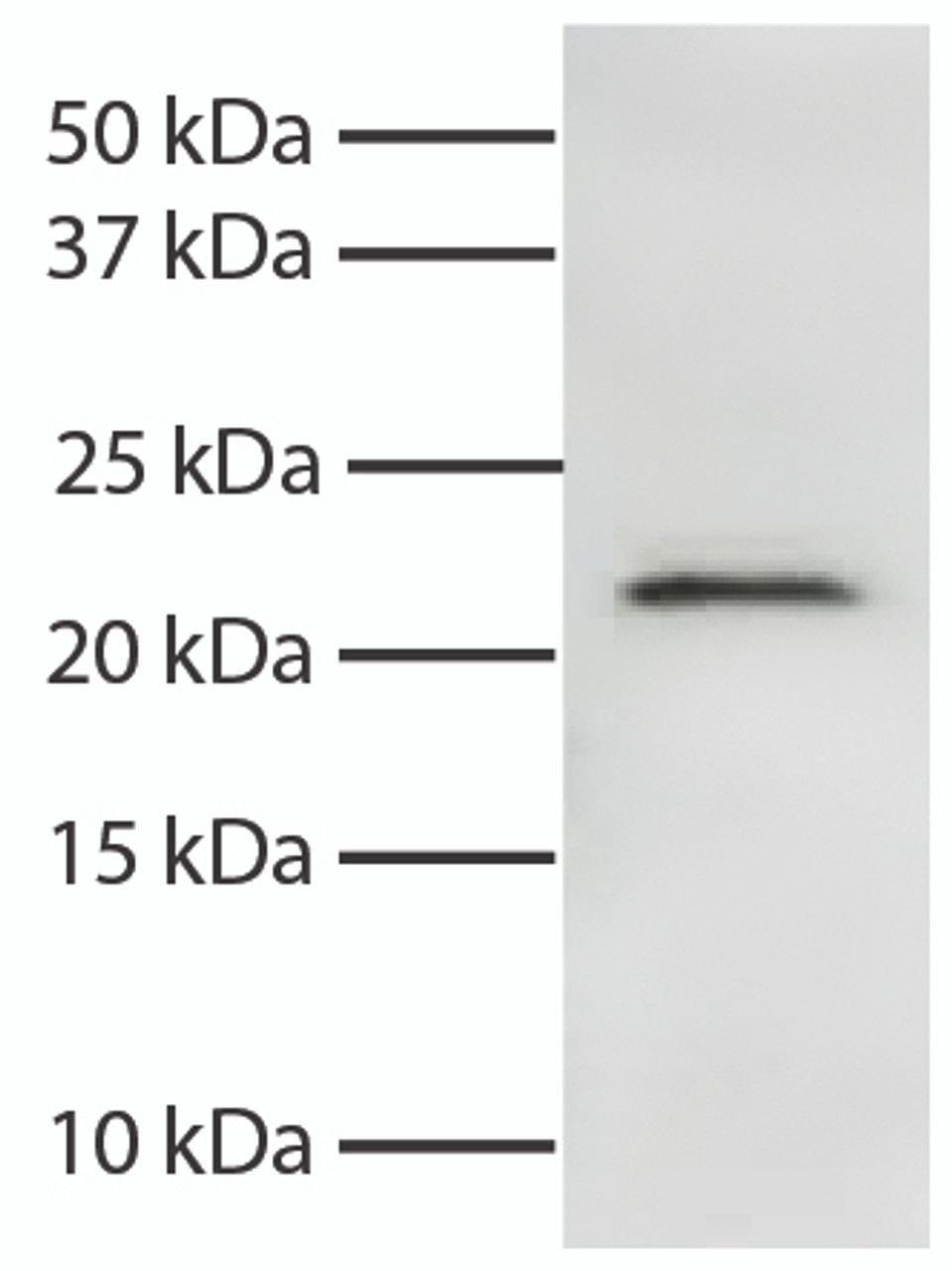 Total cell lysates from Jurkat cells were resolved by electrophoresis, transferred to PVDF membrane, and probed with Mouse Anti-Human Smac/DIABLO-UNLB (Cat. No. 99-765) . Proteins were visualized using Goat Anti-Mouse IgG, Human ads-HRP secondary antibody and chemiluminescent detection.