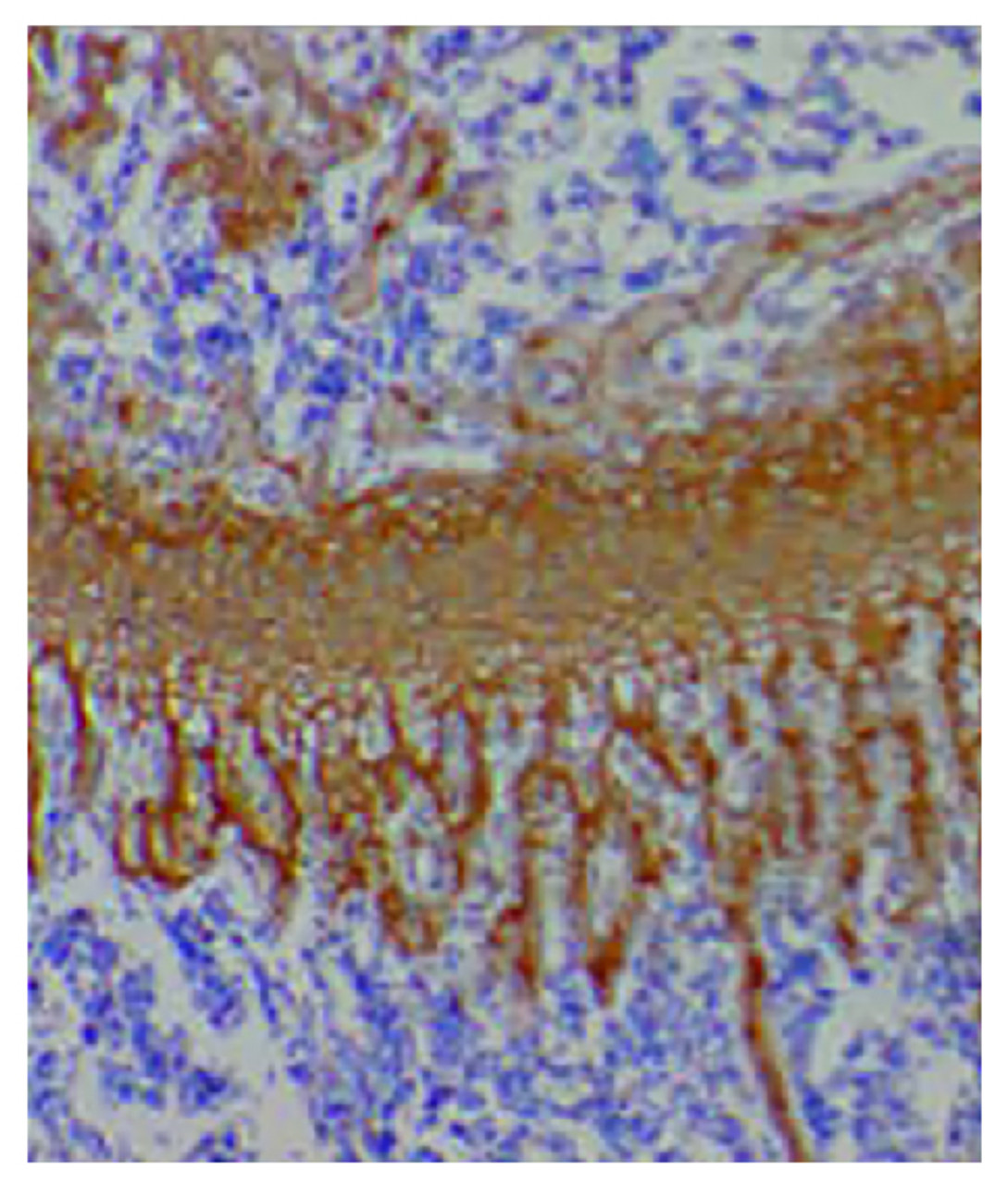 Paraffin embedded Col2a1-Cre;Nppcflox/flox mouse tibial growth plate section was stained with Goat Anti-Type II Collagen-UNLB (Cat. No. 98-503) followed by an HRP secondary antibody and DAB.

Image from Nakao K, Osawa K, Yasoda A, Yamanaka S, Fujii T, Kondo E, et al. The local CNP/GC-B system in growth plate is responsible for physiological endochondral bone growth. Sci Rep. 2015;5:10554. Figure 2 (d)