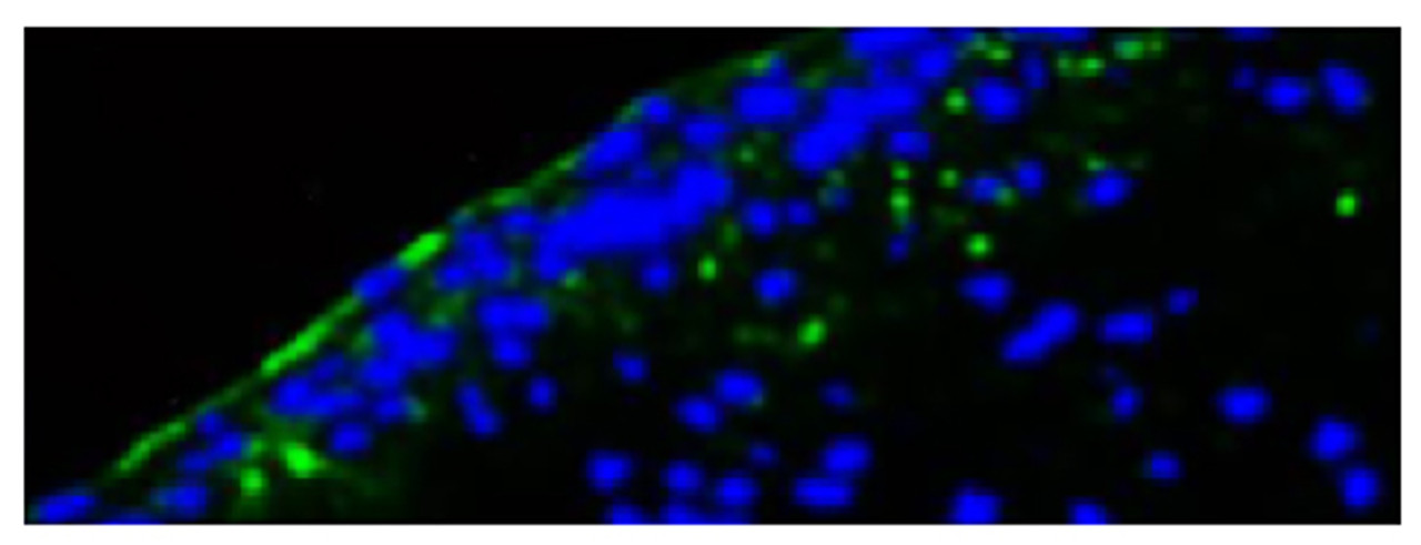 Frozen section of lamina fibrosa from porcine aortic valve leaflet subjected to bicuspid aortic value wall shear stress was stained with Rat Anti-Mouse CD54-UNLB (Cat. No. 98-812) followed by a secondary antibody and DAPI.

Image from Sun L, Chandra S, Sucosky P. Ex vivo evidence for the contribution of hemodynamic shear stress abnormalities to the early pathogenesis of calcific bicuspid aortic valve disease. PLoS One. 2012;7 (10) :e48843. Figure 5