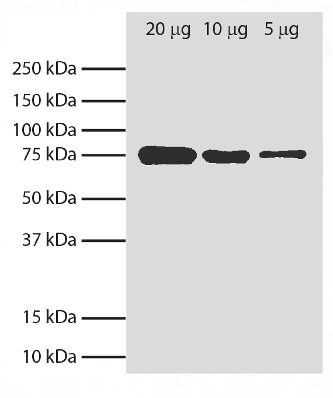 Total cell lysates from Ag8.653 cells were resolved by electrophoresis, transferred to PVDF membrane, and probed with Rat Anti-Mouse BiP-UNLB (Cat. No. 98-890) . Proteins were visualized using Goat Anti-Rat Ig, Mouse ads-HRP secondary antibody and chemiluminescent detection.