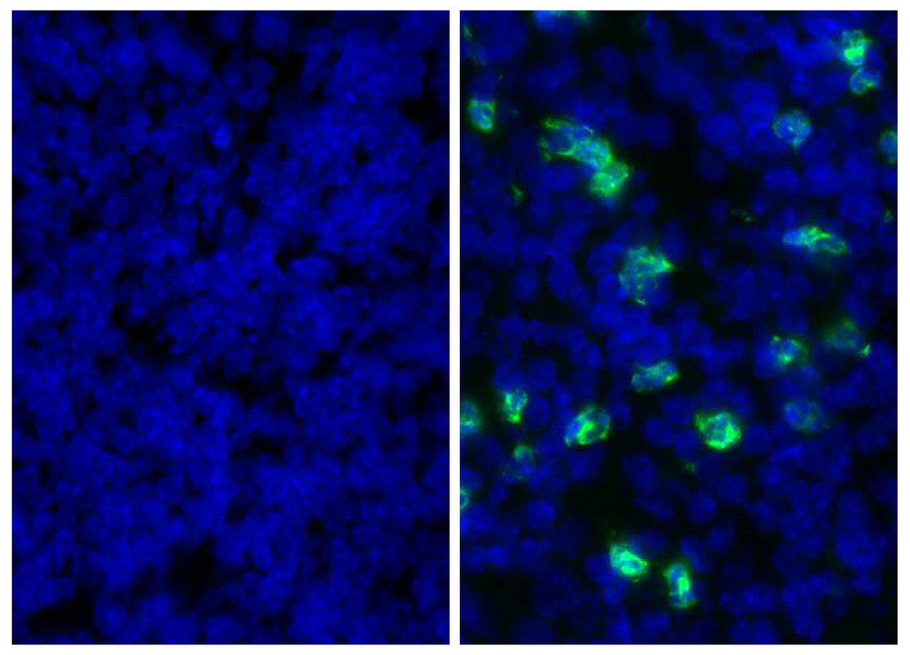 Mouse spleen sections were stained with Rat Anti-Mouse Ly-6G/Ly-6C-UNLB (Cat. No. 99-048) followed by Mouse Anti-Rat IgG2b-FITC .