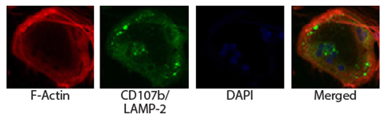 Osteoclasts from ashen mice were stained with AF594 conjugated phalloidin and Rat Anti-Mouse CD107b-UNLB (Cat. No. 99-112) followed by a secondary antibody and DAPI. 

Images from Shimada-Sugawara M, Sakai E, Okamoto K, Fukuda M, Izumi T, Yoshida N, et al. Rab27A regulates transport of cell surface receptors modulating multinucleation and lysosome-related organelles in osteoclasts. Sci Rep. 2015;5:9620. Figure 6 (a)