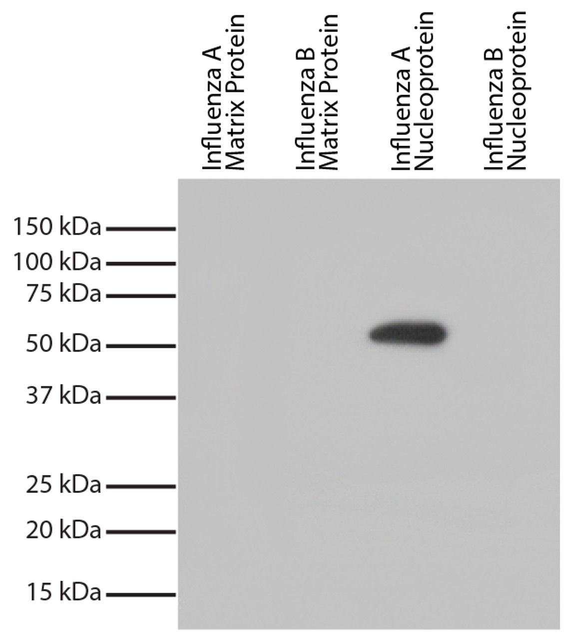 Recombinant influenza proteins were resolved by electrophoresis, transferred to PVDF membrane, and probed with Mouse Anti-Influenza A, Nucleoprotein-UNLB (Cat. No. 99-734) . Proteins were visualized using Goat Anti-Mouse IgG, Human ads-HRP and with chemiluminescent detection.