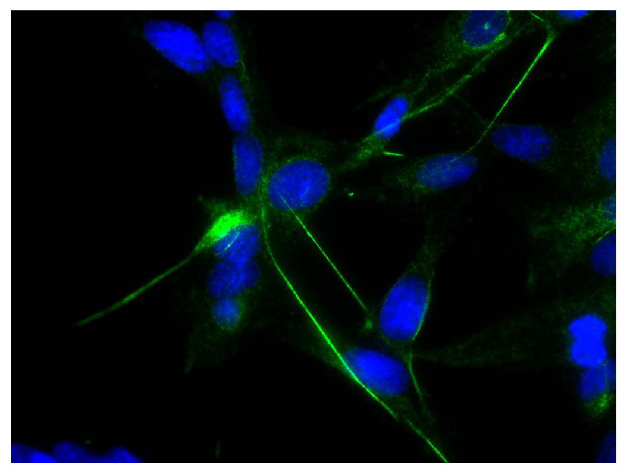 Human astrocytoma cell line CCF-STTG1 was stained with Mouse Anti-Human GFAP-UNLB (Cat. No. 99-779) followed by Rabbit Anti-Mouse IgG (H+L) , Human ads-FITC and DAPI.