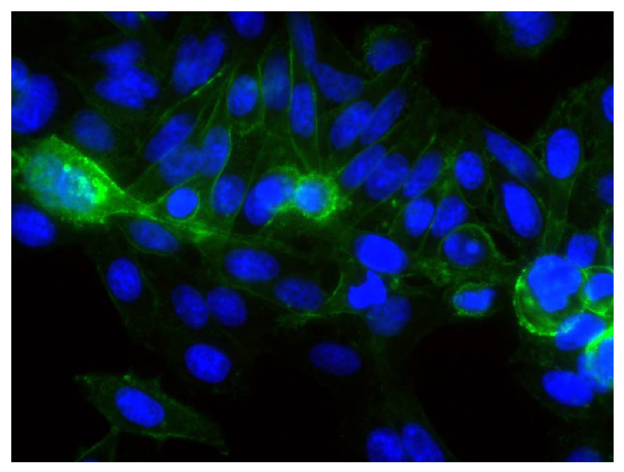 Human carcinoma cell line HEp-2 was stained with Mouse Anti-Human CD44-FITC (Cat. No. 99-375) followed by DAPI.