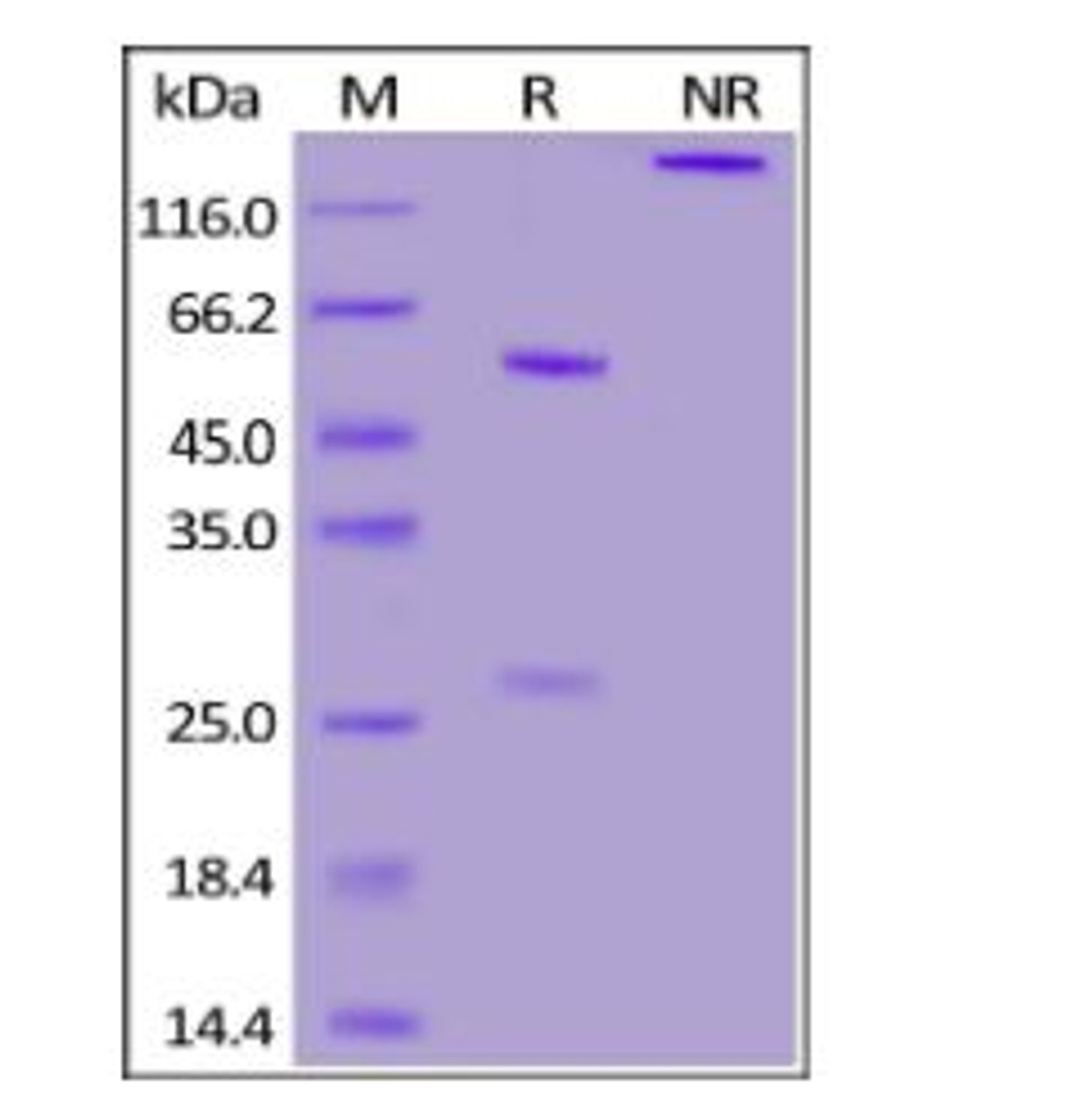 Anti-SARS-CoV-2 Spike NTD Antibody, Chimeric mAb on SDS-PAGE under reducing (R) and non-reducing (NR) conditions. The gel was stained overnight with Coomassie Blue. The purity of the protein is greater than 95%.