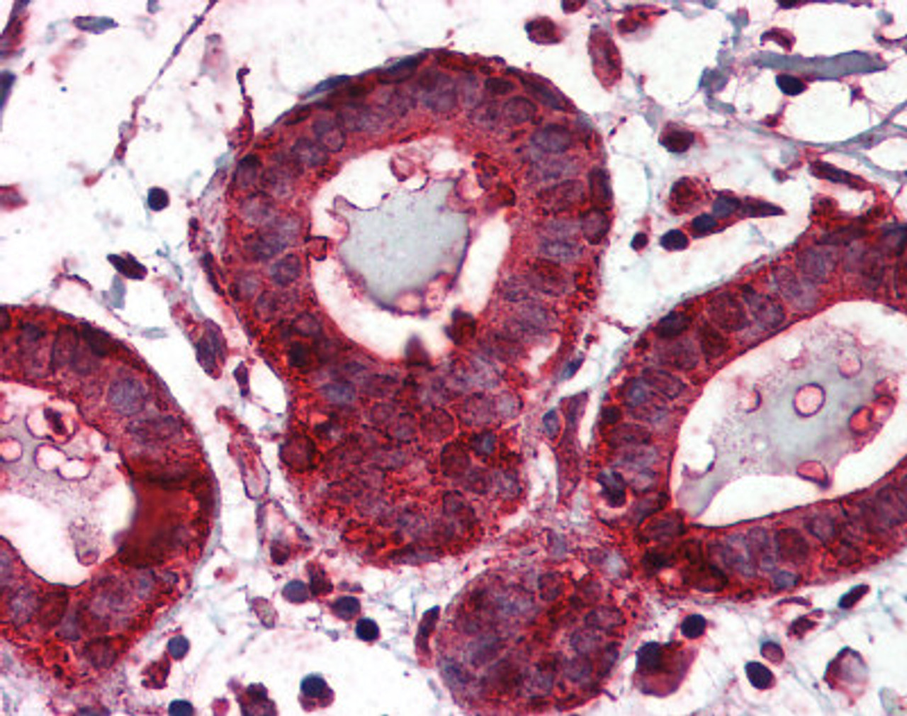 Human breast tissue stained with GRP94 Antibody at 5 &#956;g/mL followed by biotinylated anti-mouse IgG secondary antibody, alkaline phosphatase-streptavidin and chromogen.