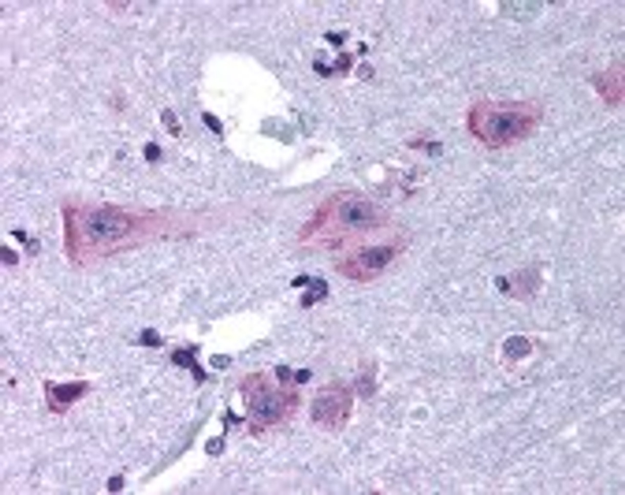 Immunohistochemistry staining of DRD3 in brain cortex tissue using DRD3 Antibody.