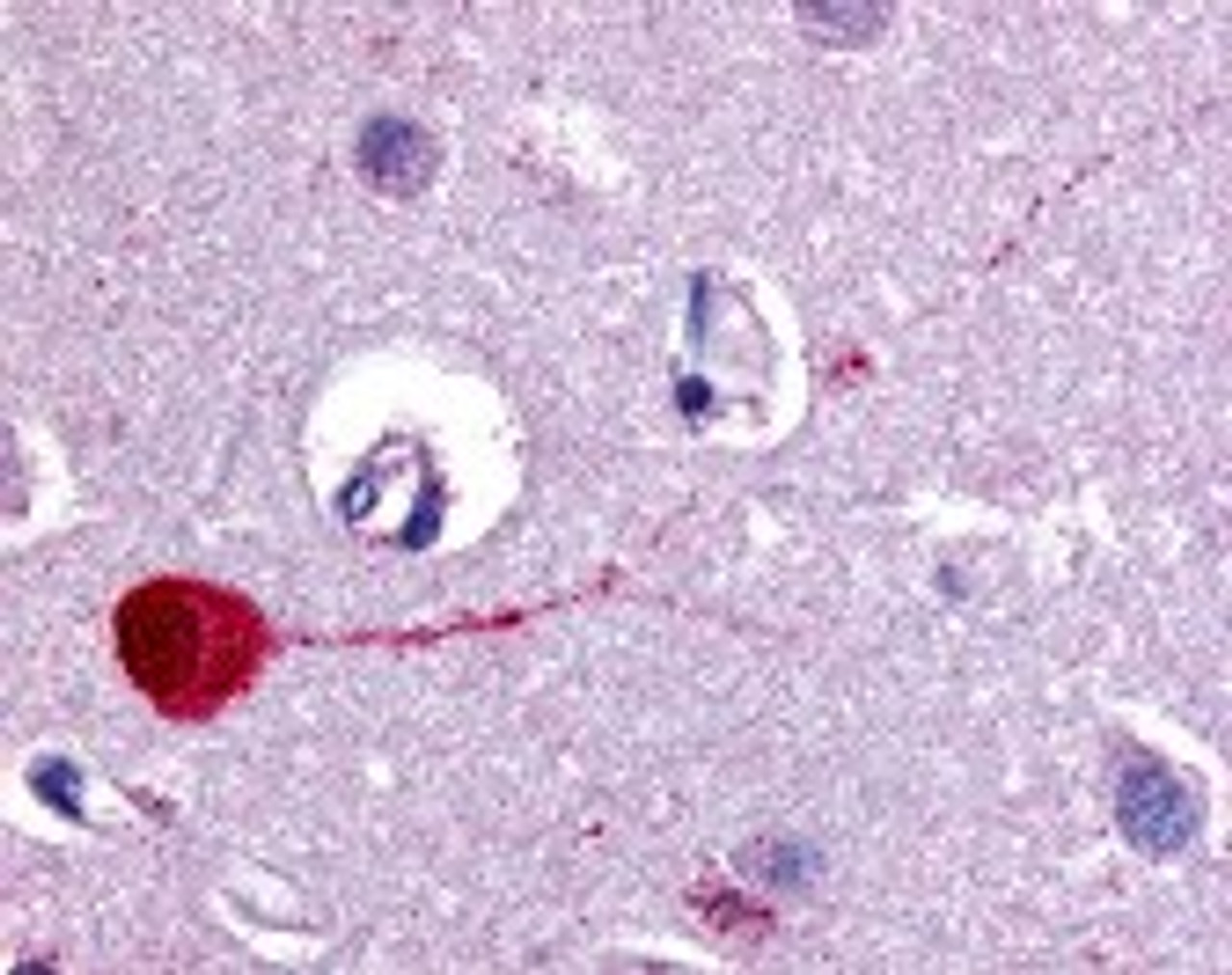 Immunohistochemistry staining of CHRM3 in brain cortex tissue using CHRM3 Antibody.